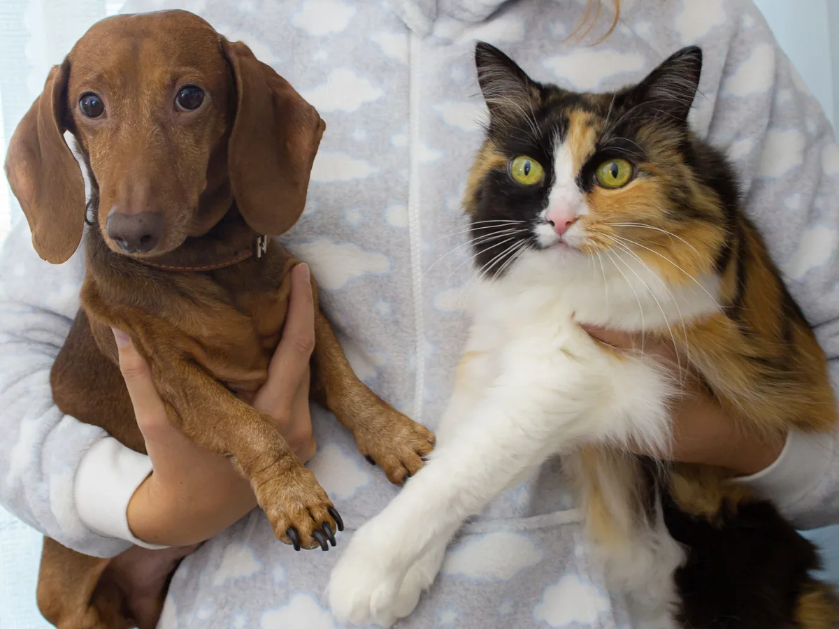 Chien et chat tenus ensemble par leur propriétaire